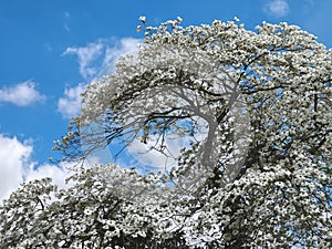 Beautiful big Flowering dogwood tree Cornaceae with white blossoms