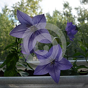 Beautiful big flowers of Platycodon grandiflorus grow in flowerpot on the balcony