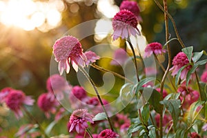 Beautiful pink Echinacea or coneflower flowers at sunny garden