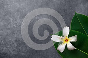 Beautiful big green ficus leaves tropical flower on gray cement background. Organic Cosmetics Wellness spa body care purity