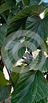 Beautiful big green leaves background, Nature stock photo