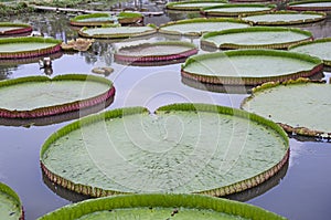 Big green leaves of Victoria waterlily in the lake