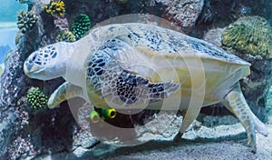 Beautiful and big green or loggerhead turtle swimming by in closeup a marine sea life animal portrait