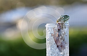 Checking the rain gauge. A green tree frog in an unusual place