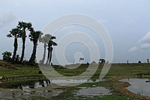 Tree landscape