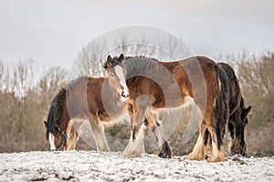 Beautiful big group of brown Irish Gypsy cob horses foals standing wild in snow on ground towards camera in cold deep snowy winter