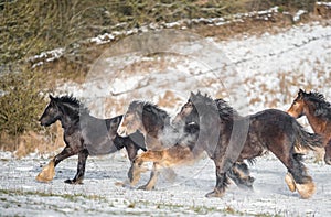 Beautiful big group of Irish Gybsy cob horses foals running wild in snow through cold deep snowy winter