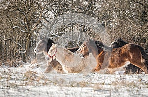 Beautiful big group of Irish Gybsy cob horses foals running wild in snow through cold deep snowy winter