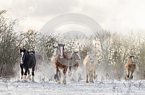 Beautiful big group of Irish Gypsy cob horses foals running wild snow on ground towards camera cold deep snowy winter field