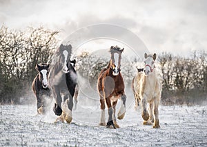 Beautiful big group of Irish Gypsy cob horses foals running wild snow on ground towards camera cold deep snowy winter field