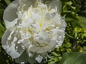 Beautiful big head of white peony blooms under the sun. Amazing fragrant flower.