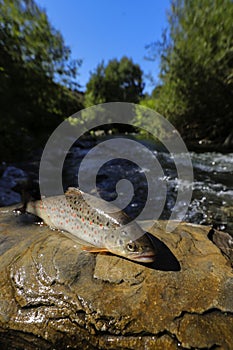 Beautiful big indigenous trout on a wild mountains river.