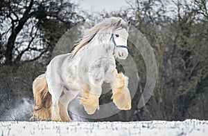 Beautiful big Irish Gypsy cob horse foal running wild in snow on ground rearing large feathered front legs up high