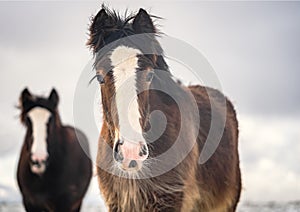 Beautiful big Irish Gypsy cob horses young foals roaming wild in heavy snow on ground walking towards camera through cold deep sno