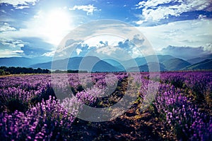 Beautiful big lavender field in Bulgaria with mountains in the background.Violet flowers blooming. Amazing nature shot.