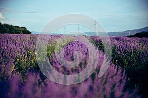 Beautiful big lavender field in Bulgaria with mountains in the background.Violet flowers blooming. Amazing nature shot.