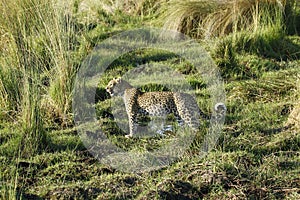 Beautiful Big Leopard Close Up