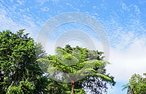 Beautiful big mammut fern trees in rain forest