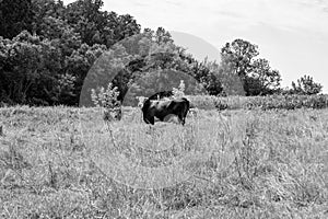 beautiful big milk cow grazes on light meadow under clear sky