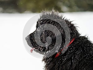 Beautiful big newfondlander dog in snow