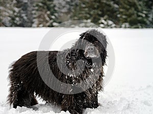 Beautiful big newfondlander dog in snow