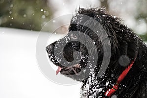 Beautiful big newfondlander dog in snow