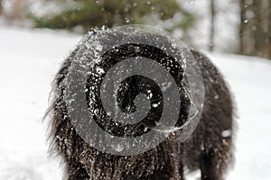 Beautiful big newfondlander dog in snow