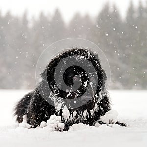 Beautiful big newfondlander dog in snow