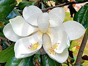 Beautiful big open southern magnolia flower with crumbling stamens, close up.