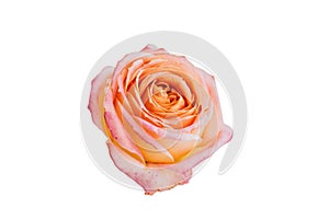 Beautiful big orange rose isolated on white background