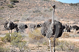 Beautiful big ostriches on a farm in Oudtshoorn, Little Karoo, in South Africa