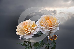 Beautiful big pale orange rose on blured background. Orange rose on the bush. Delicate rose macro