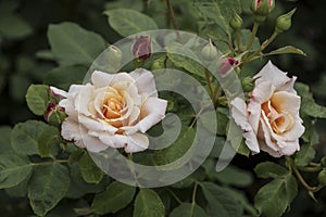 Beautiful big pale orange rose on blured background. Orange rose on the bush. Delicate rose macro