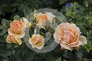 Beautiful big pale orange rose on blured background. Orange rose on the bush. Delicate rose macro
