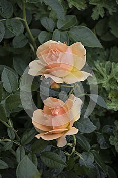 Beautiful big pale orange rose on blured background. Orange rose on the bush. Delicate rose macro