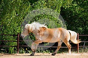 Beautiful big palomino draft horse galloping free