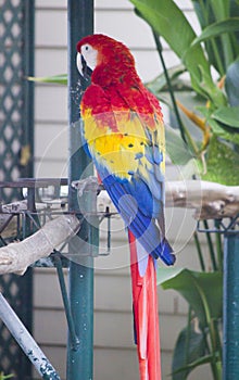 Beautiful big parrot