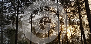 Beautiful big pine and green leaves with orange sunlight among mist or fog background in morning day