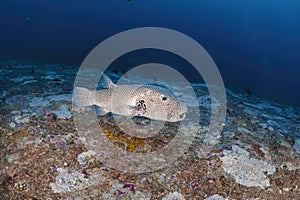 Beautiful big pufferfish underwater photography marine fish biology ecosytem with colorful coral reef in deep dive blue sea water photo