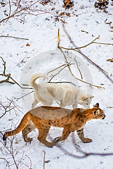 Beautiful and big puma. playing with a dog in the aviary, predatory cat plays with swearing.