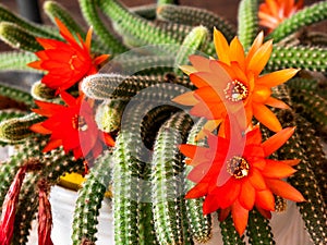 Beautiful and big red flowers growing on a cactus Echinopsis chamaecereus