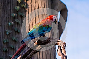 Beautiful big red green-winged macaw parrot bird. Exotic tropical birds