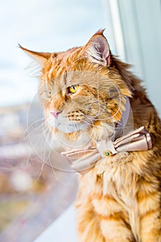 Beautiful Big Red Maine Coon Cat wearing Butterfly Tie and sitting near the Window