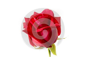 Beautiful big red rose isolated white background.