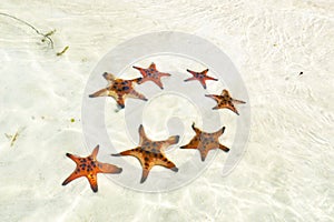 Beautiful big red starfish on the hand,starfish amazing structure on the Phu quoc island, photo