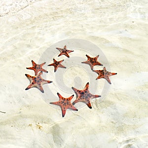 Beautiful big red starfish on the hand,starfish amazing structure on the Phu quoc island, photo