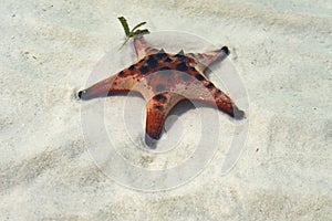 Beautiful big red starfish on the hand,starfish amazing structure on the Phu quoc island,