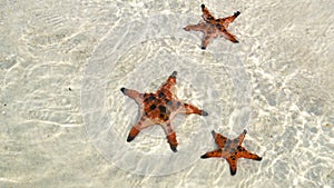 Beautiful big red starfish on the hand,starfish amazing structure on the Phu quoc island, photo