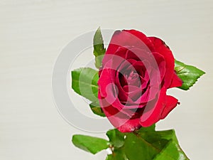 Beautiful big roses flower isolated