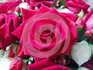 Beautiful big roses flower, Valentine day, Love concept, Top view